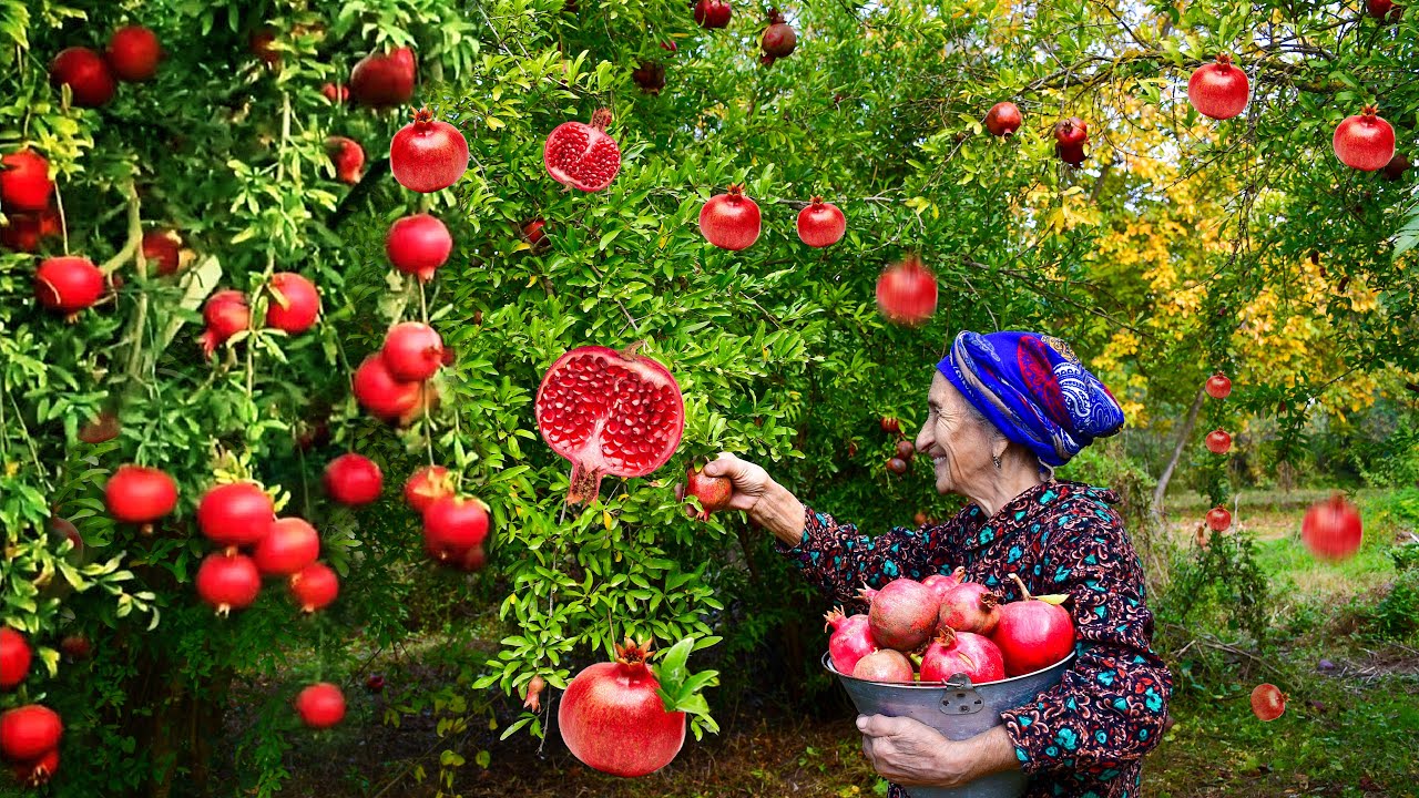 Сбор Граната и Приготовление Гранатового Вина, сока и рецепт курицы