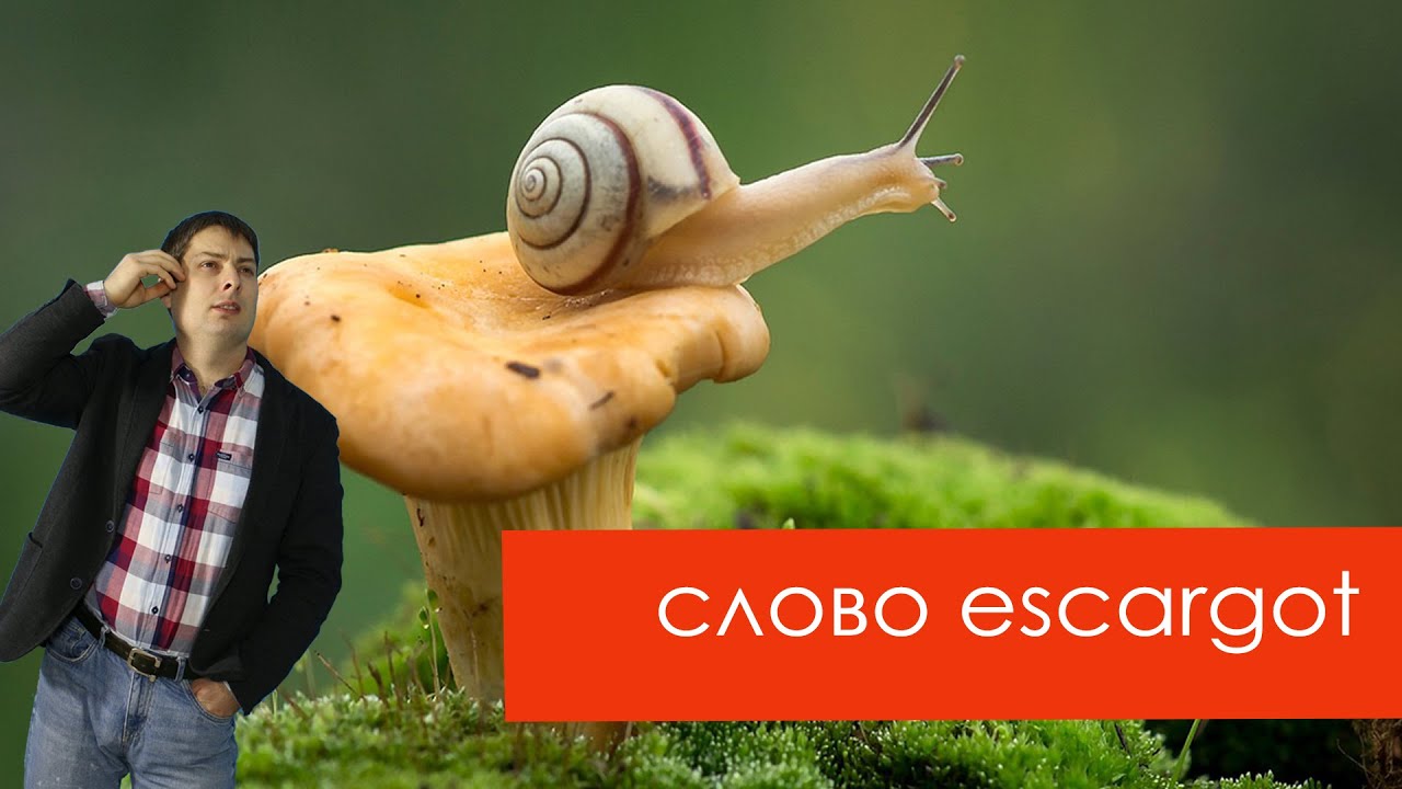 Французьке слово escargot​​​ (равлик)