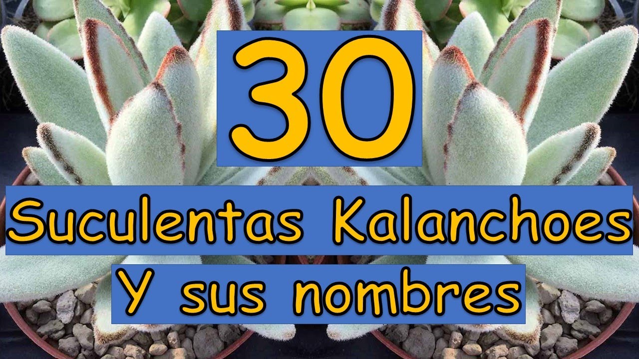 🎍 30 Suculentas Kalanchoes y sus nombres 🎍