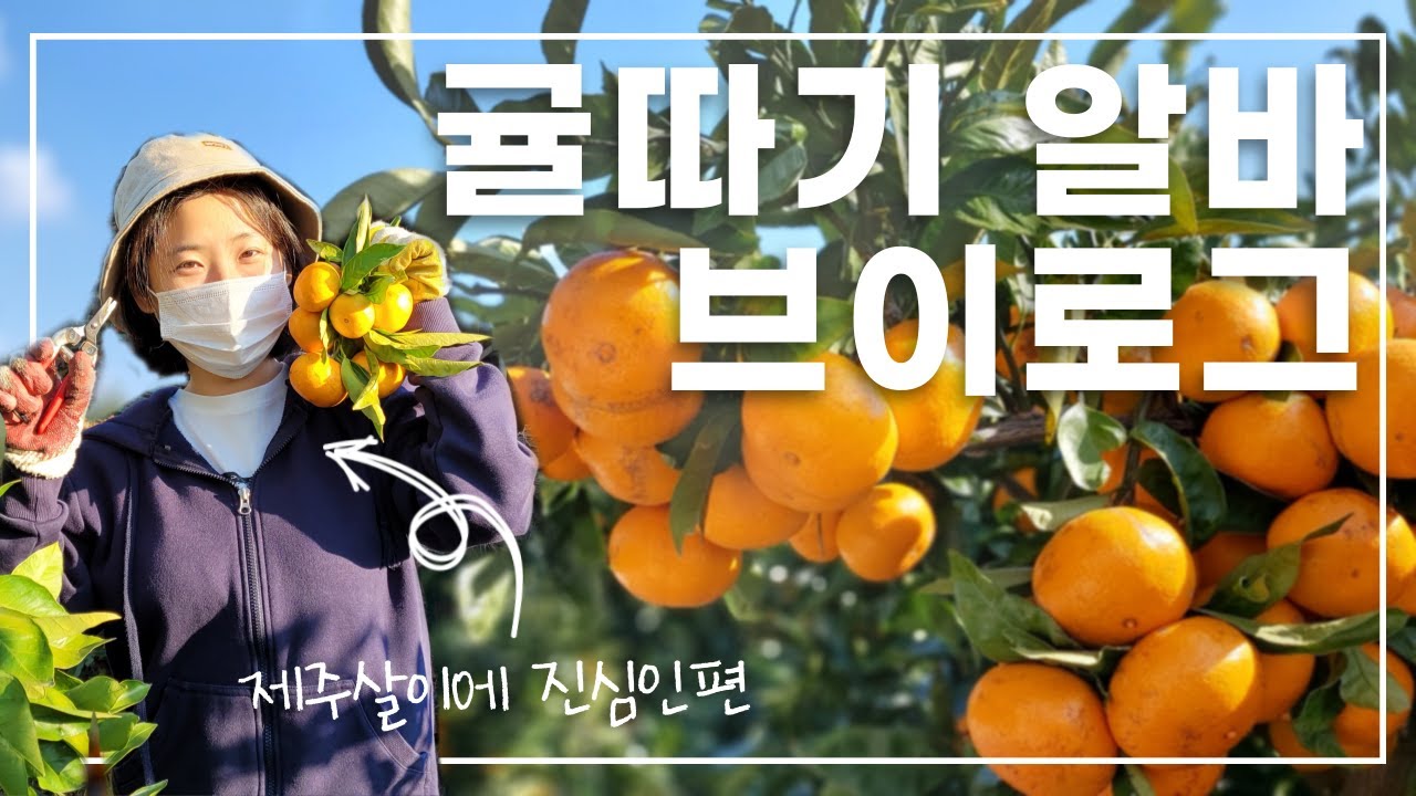 🍊제주도 귤알바 vlog | 제주살이 3개월째 | 감귤 농장 | 제주도 브이로그