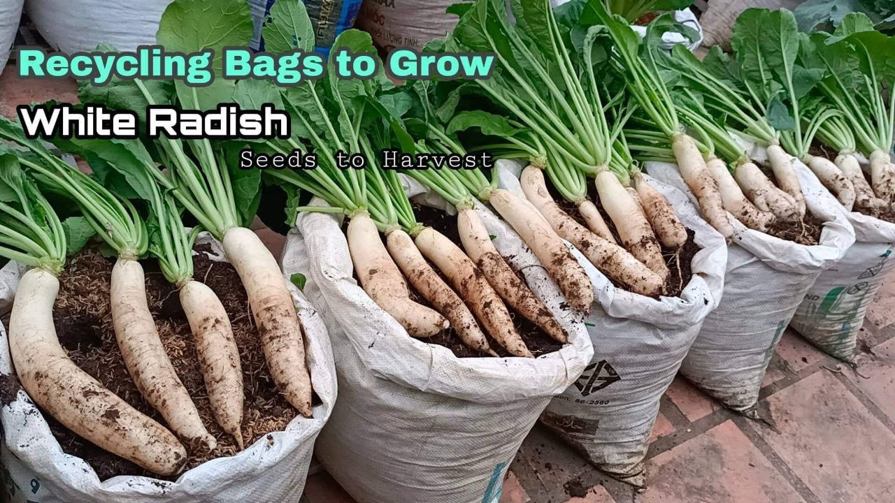 Recycling Bag to Grow White Radish at Home / Seeds to Harvest / Easy for Beginners