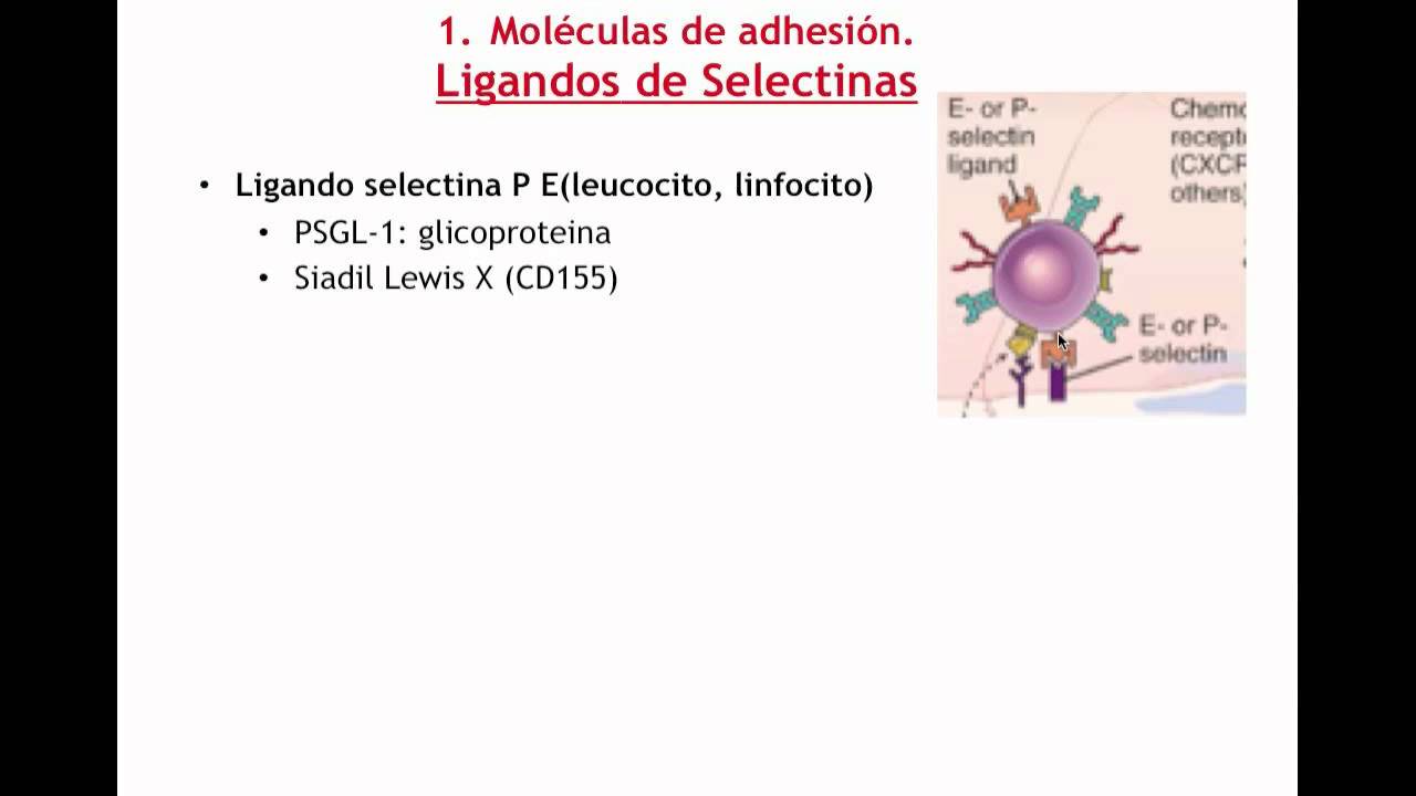 Tema 13a Migración y extravasación de células I. Moléculas de adhesión (umh1947 2013-14)