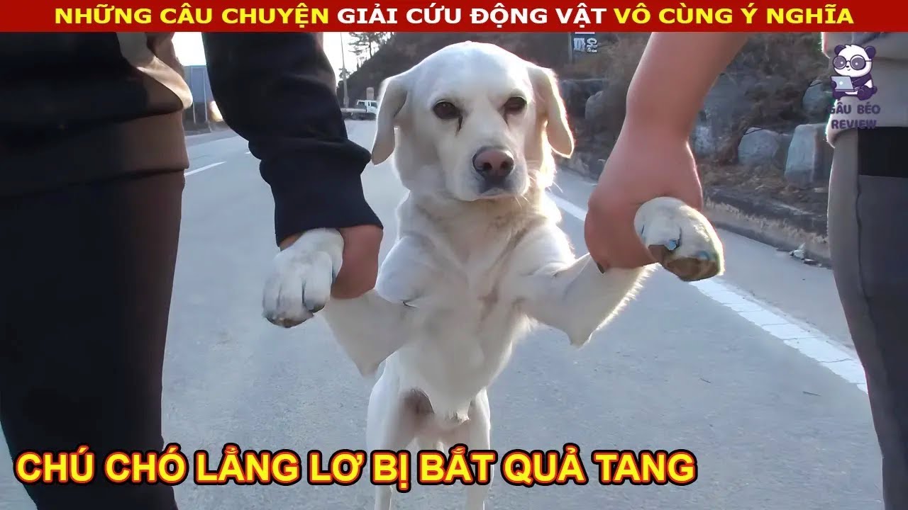Chú Chó trốn Chủ ra ngoài lăng nhăng bị bắt quả tang và Cái Kết || review Con Người và Cuộc Sống
