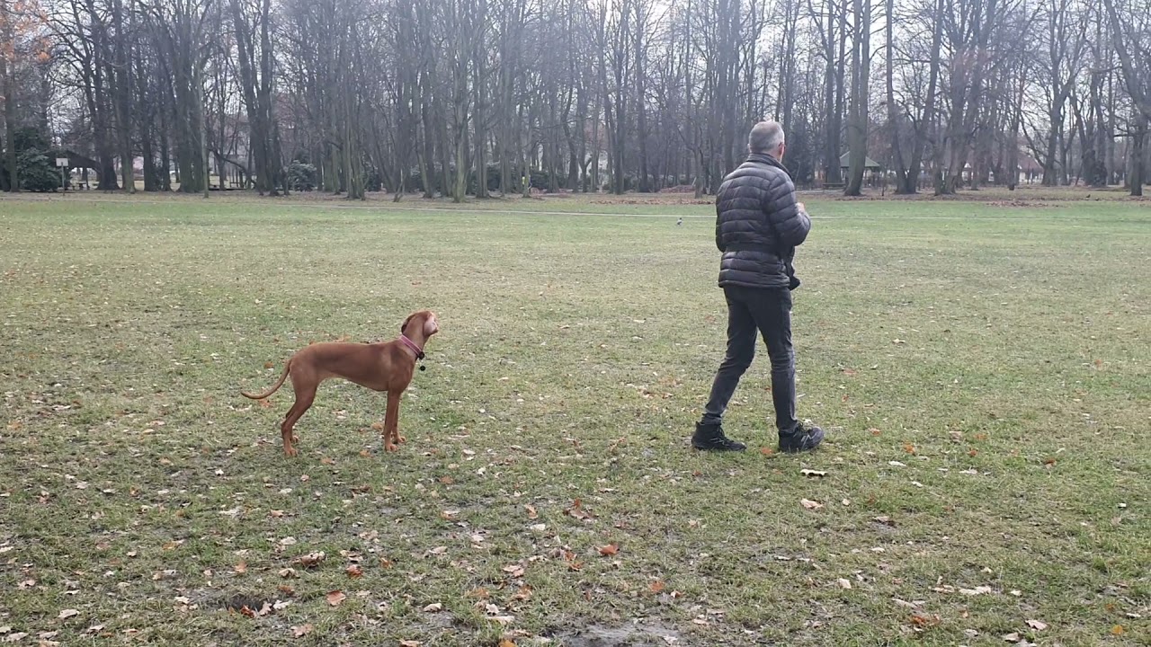 Wyżeł Węgierski.Dźwięk w szkoleniu.