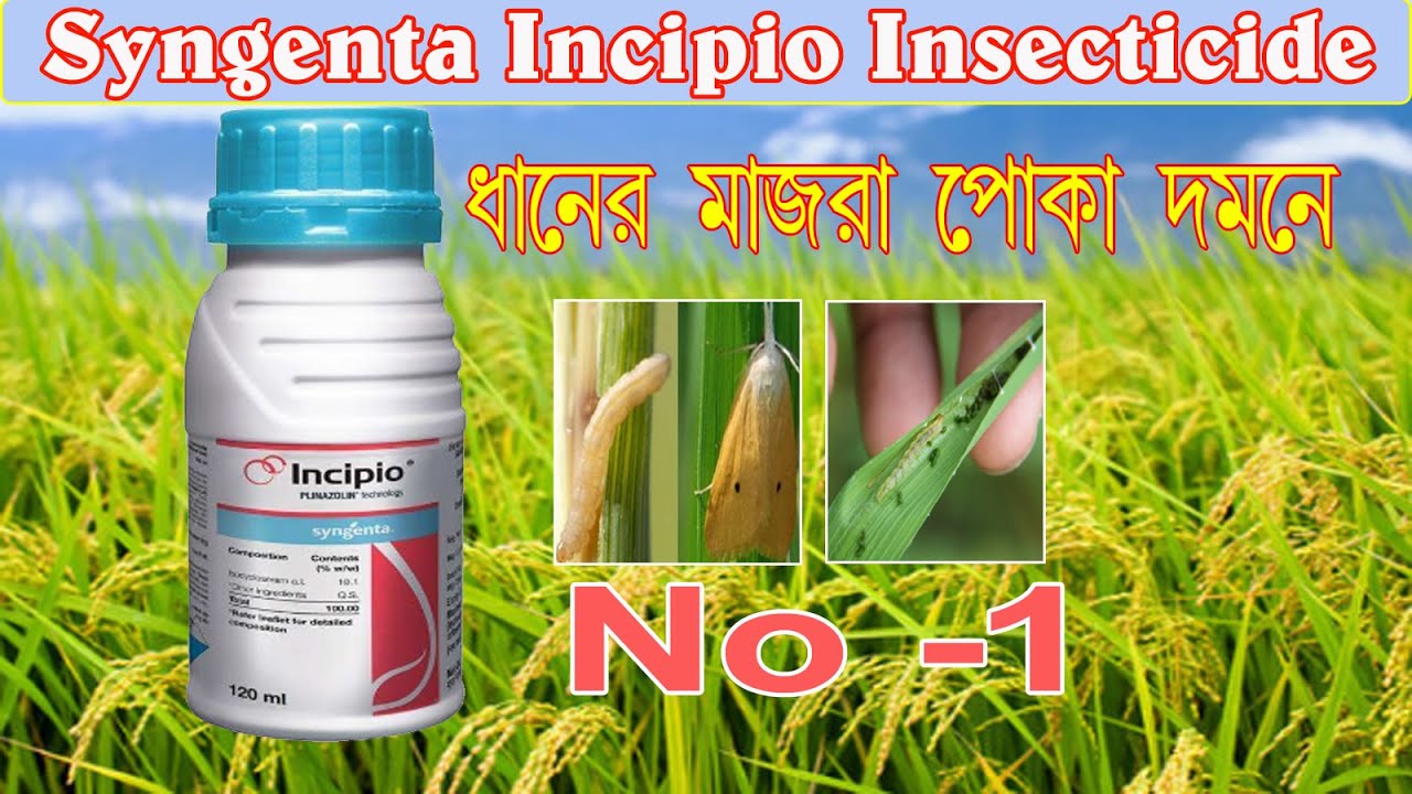 Syngenta Incipio Insecticide II ধানের মাজরা পোকা দমনে সেরা কীটনাশক II SC Isocycloseram 18.1% SC II