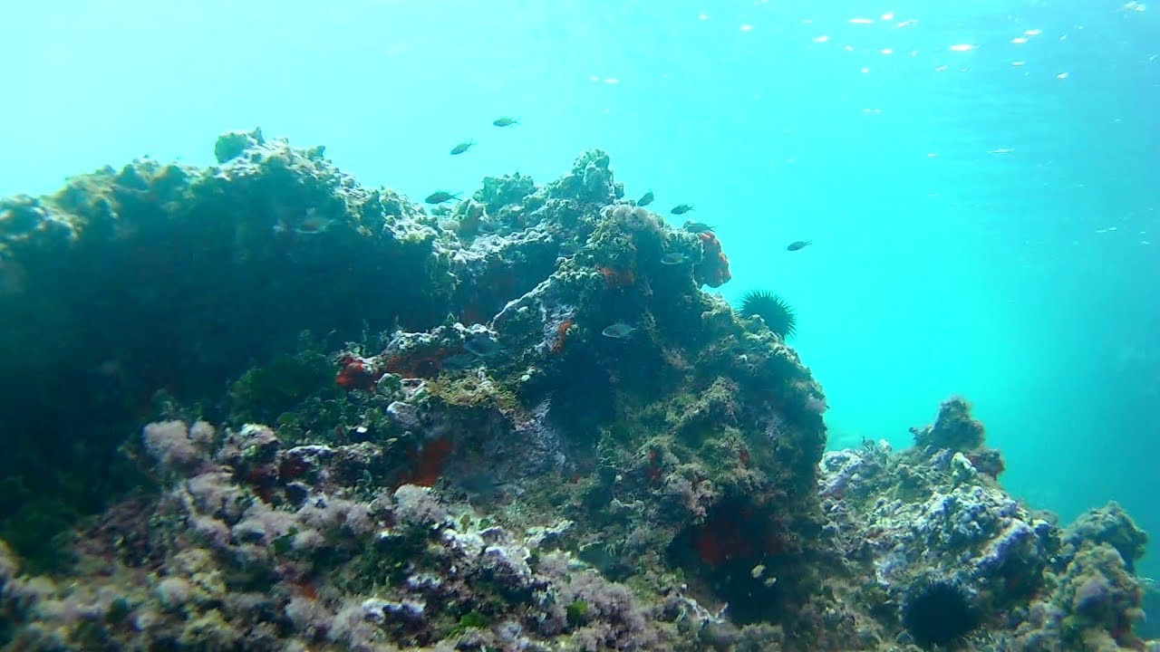 Snorkeling in Greece 2024 | Thasos, Volos, Ammouliani