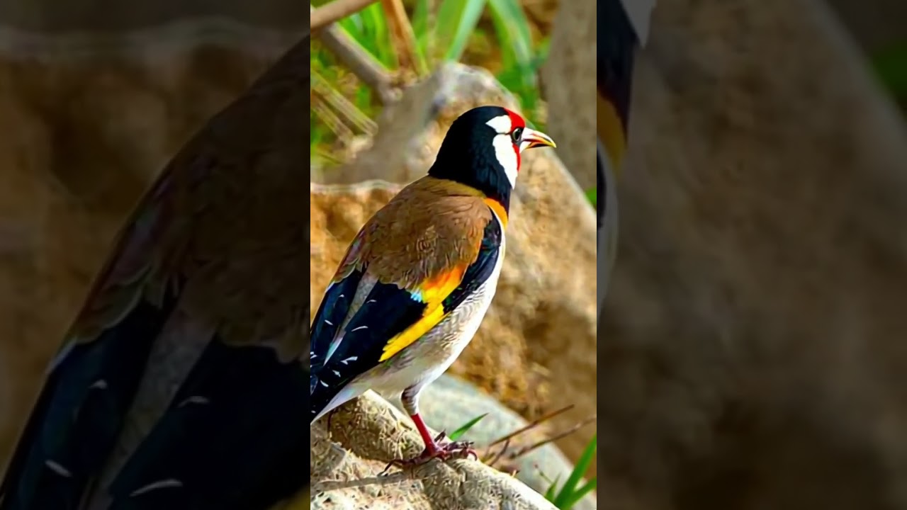 Amazing birds! Birds aren't real #shorts #birds