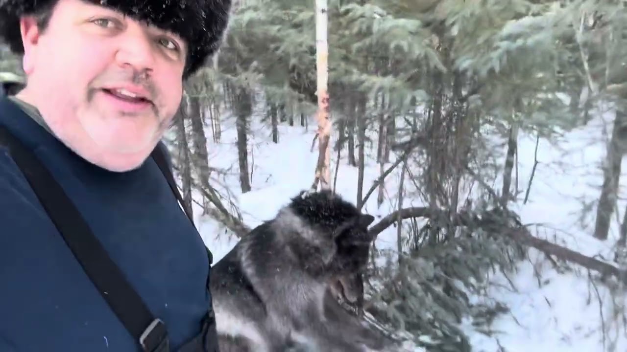 Rare Double Wolf Catch!! Black and Blonde!!  Finally Happened!