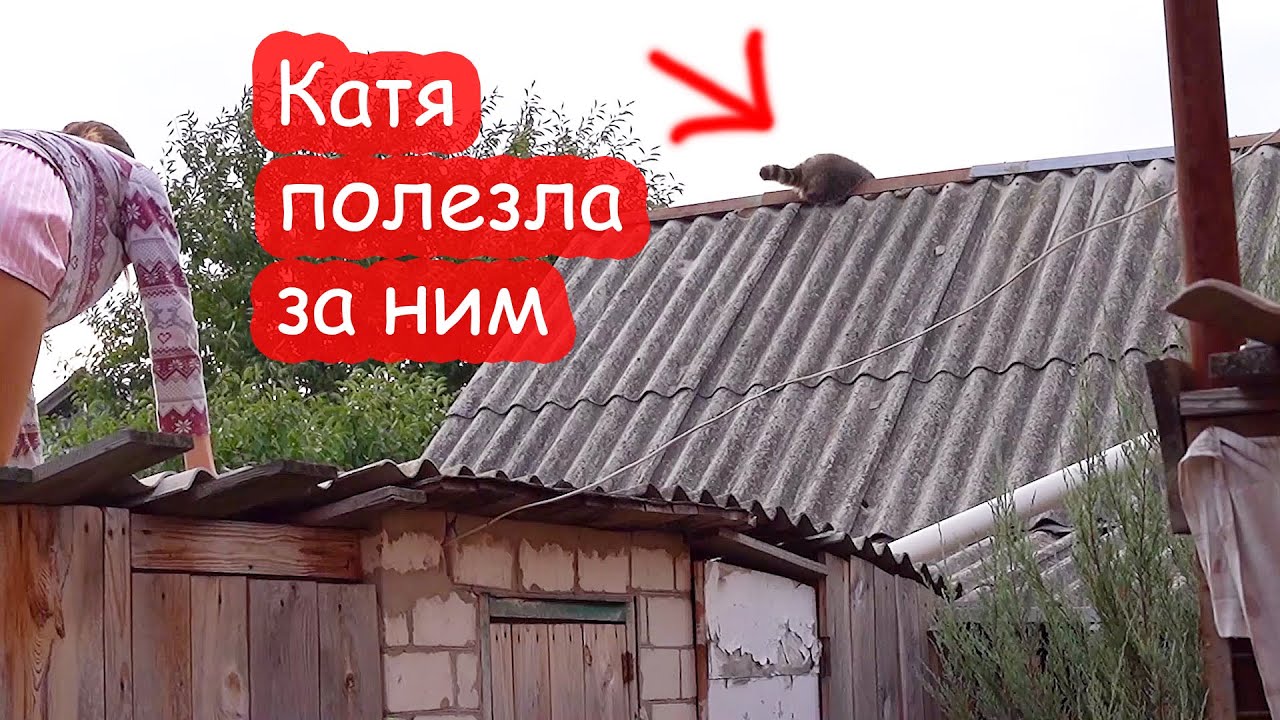 VLOG Не могли достать енота с крыши