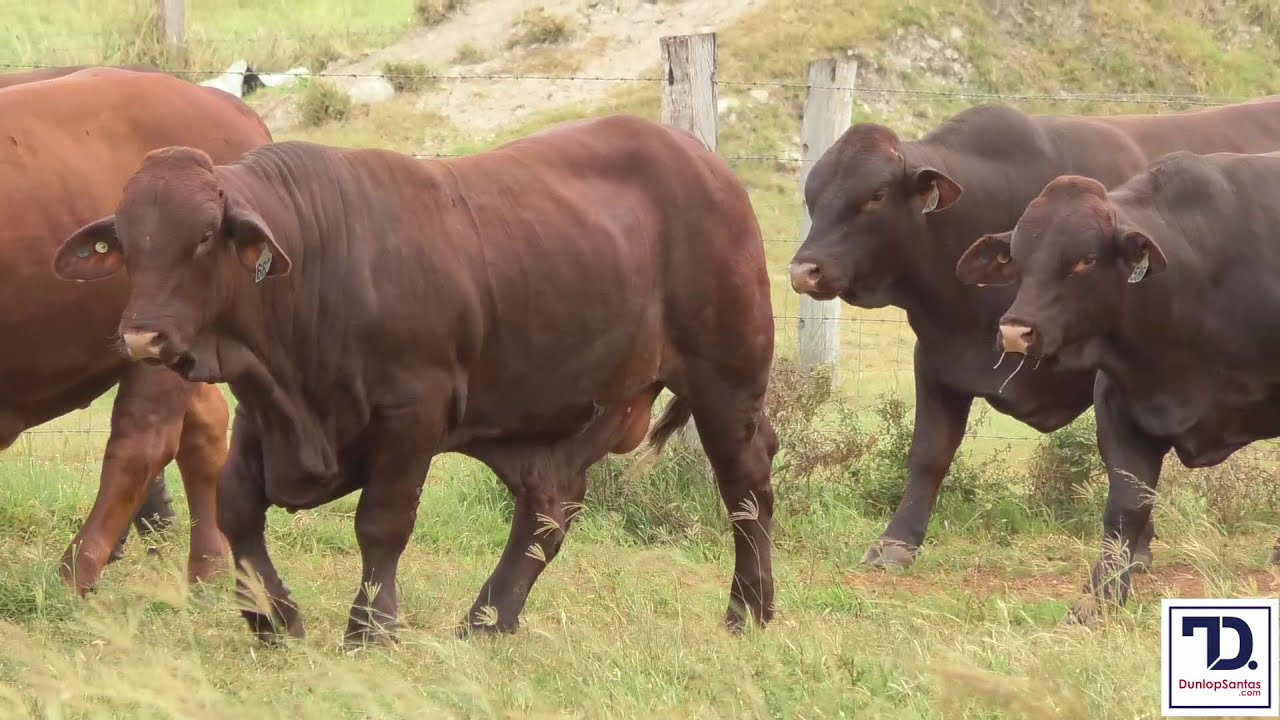 Dunlop Santa Gertrudis Beef 2018 Promotional Video