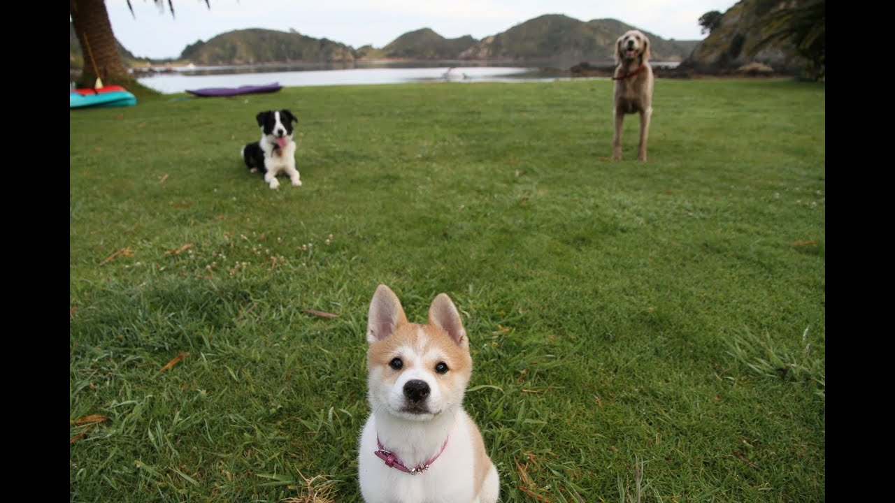 Happy Dogs playing fetch :)