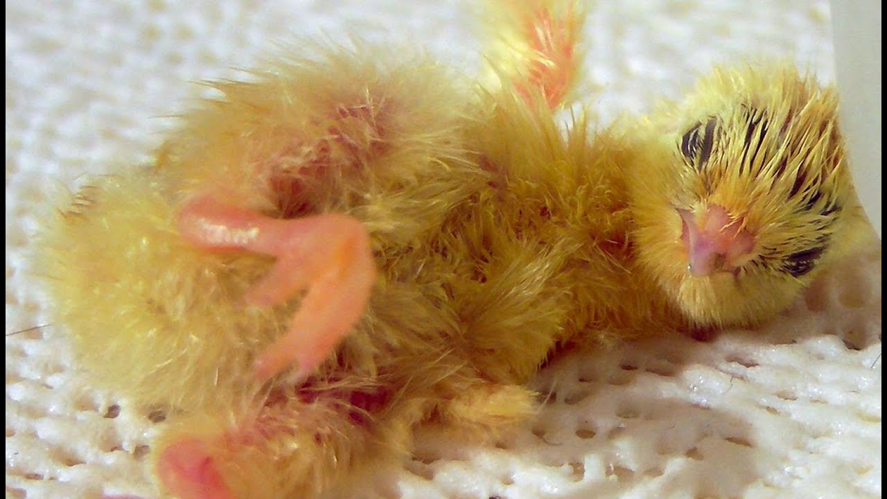 Cute & Fuzzy Quail chicks hatching in HD! Maybe the CUTEST thing ever??