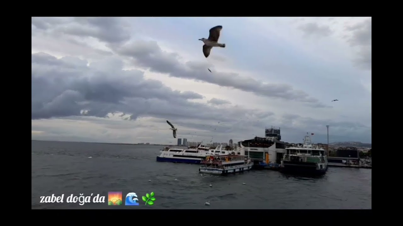 Sunset after the rain and hungry seagulls ☺️🌊🛳️🌅 surprise 😍please subscribe