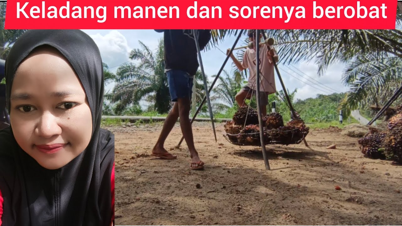 Keladang manen dan sore nya berobat