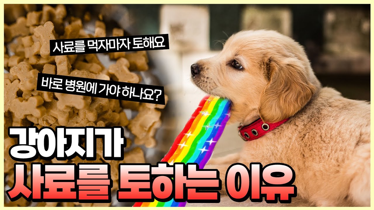 강아지가 사료를 토하는 여러가지 이유