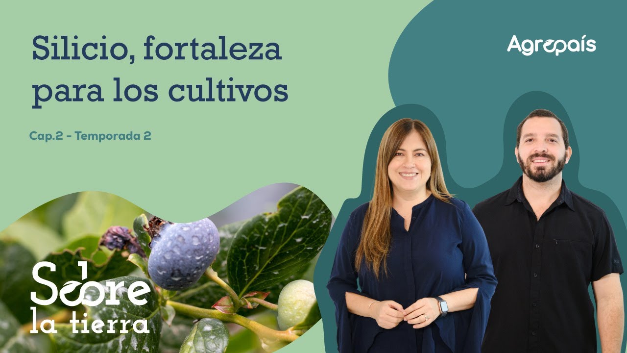 Sobre la tierra Cap 2. Temp 2. -  Silicio, fortaleza para los cultivos @AlphagroEc