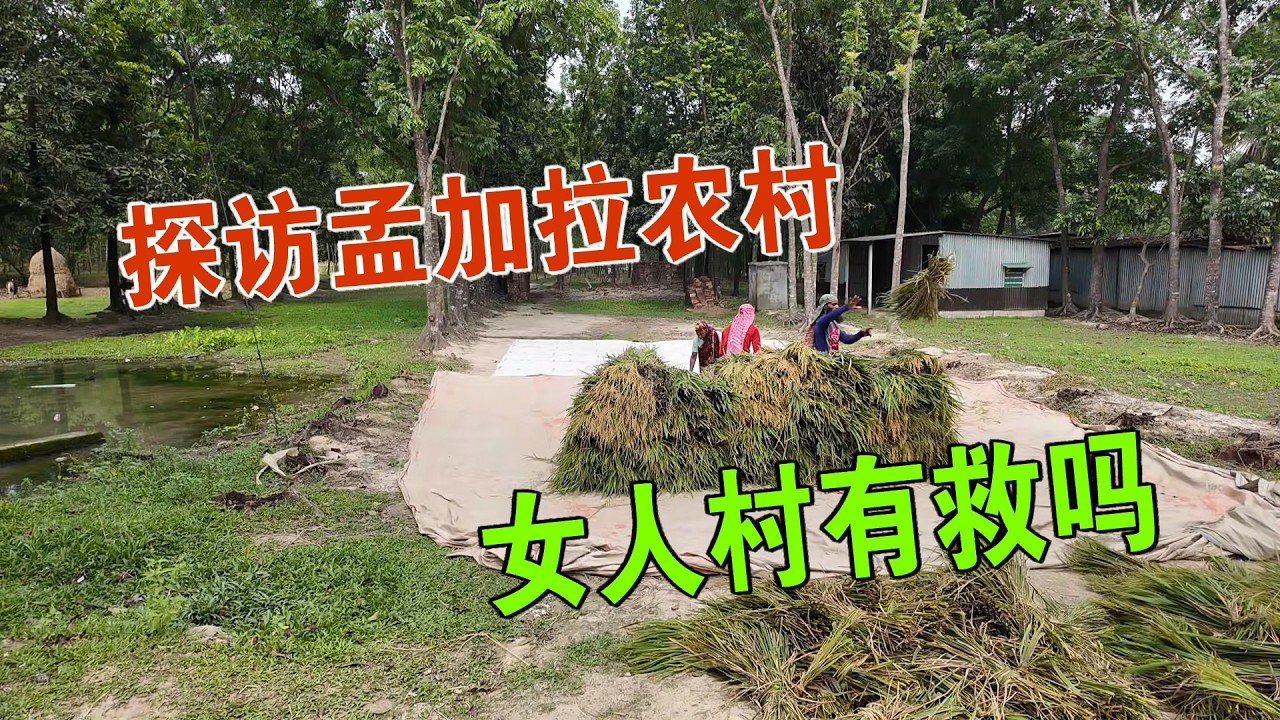 我来到孟加拉农村 寻找帮助女人村的方法 见到了孟加拉虎 维森来了