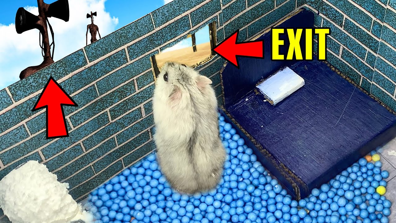 🐹 Cute Hamster escapes An Impossible Maze!! 🐹 Real life traps in Hamster stories Part 4
