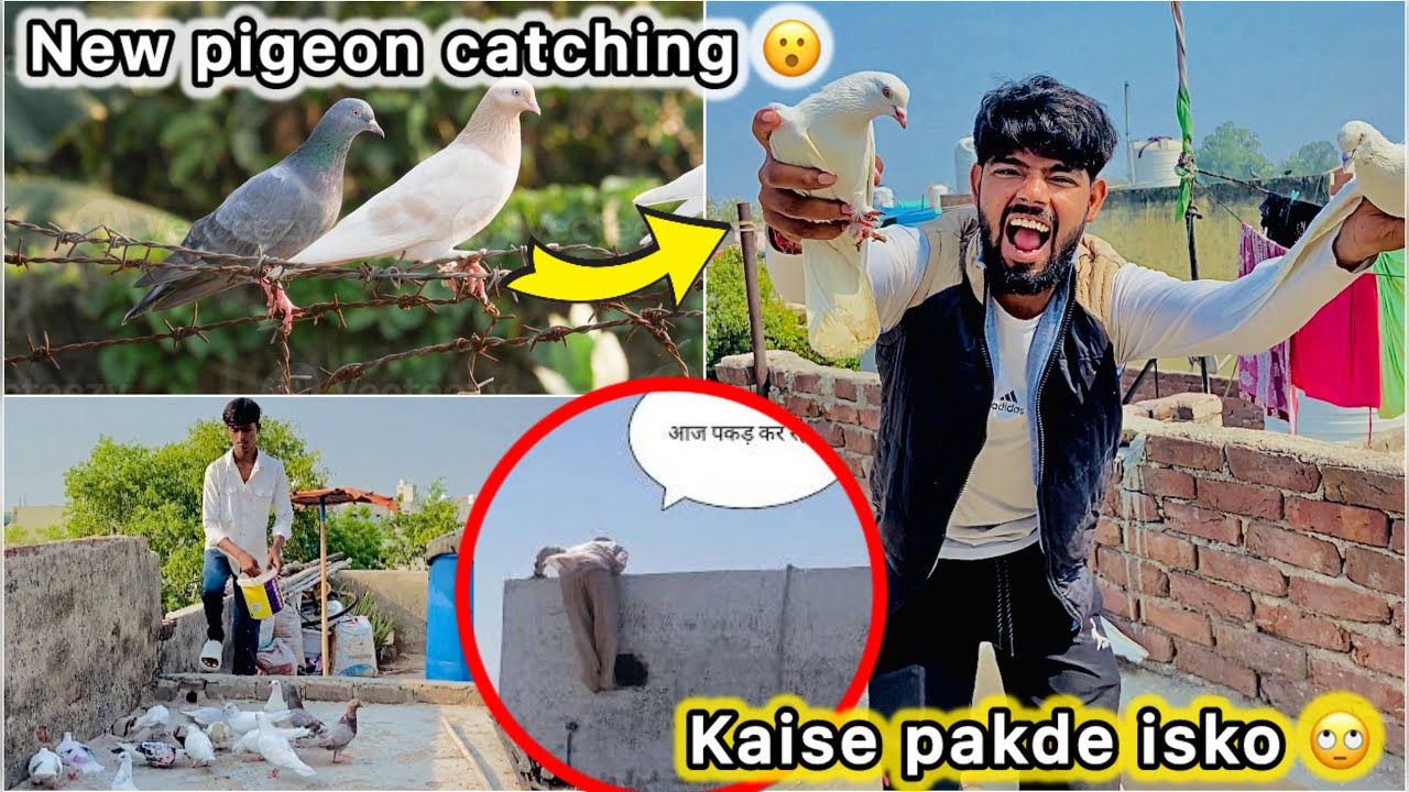 Khet se pakda kabutr Urr Gaya 🥺 || Bht Mushkil se pakd kr laye 🤑