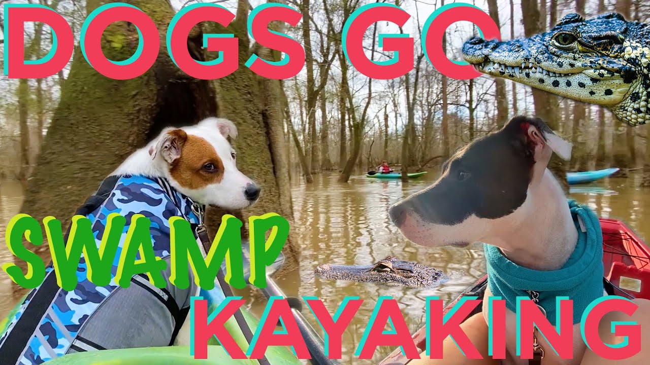 Dogs in the SWAMP! HOW TO Teach Your Dog to Kayak With You!