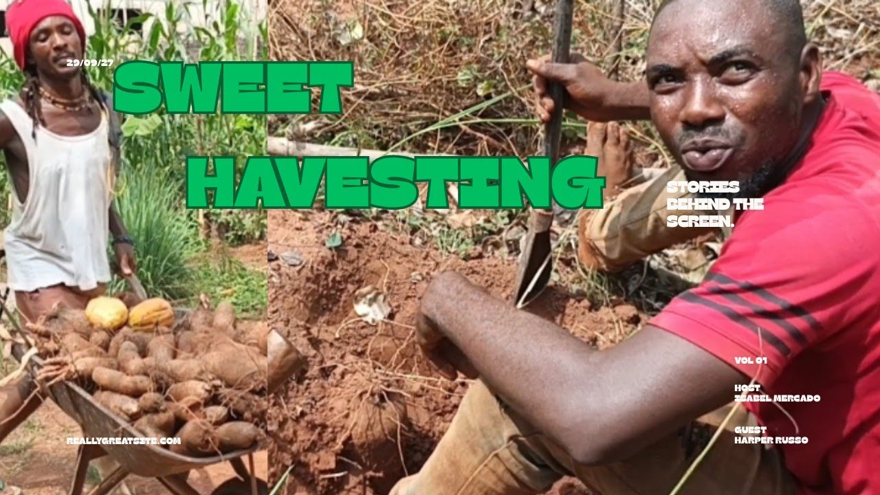 IROKO 🍠YAM#harvesting a big big yam hihi