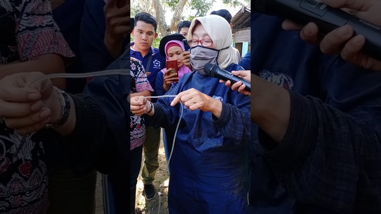infus pada sapi