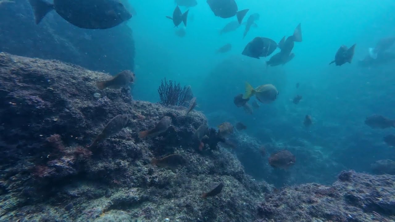 2025/10/17(金) 素潜りで見た葉山の海