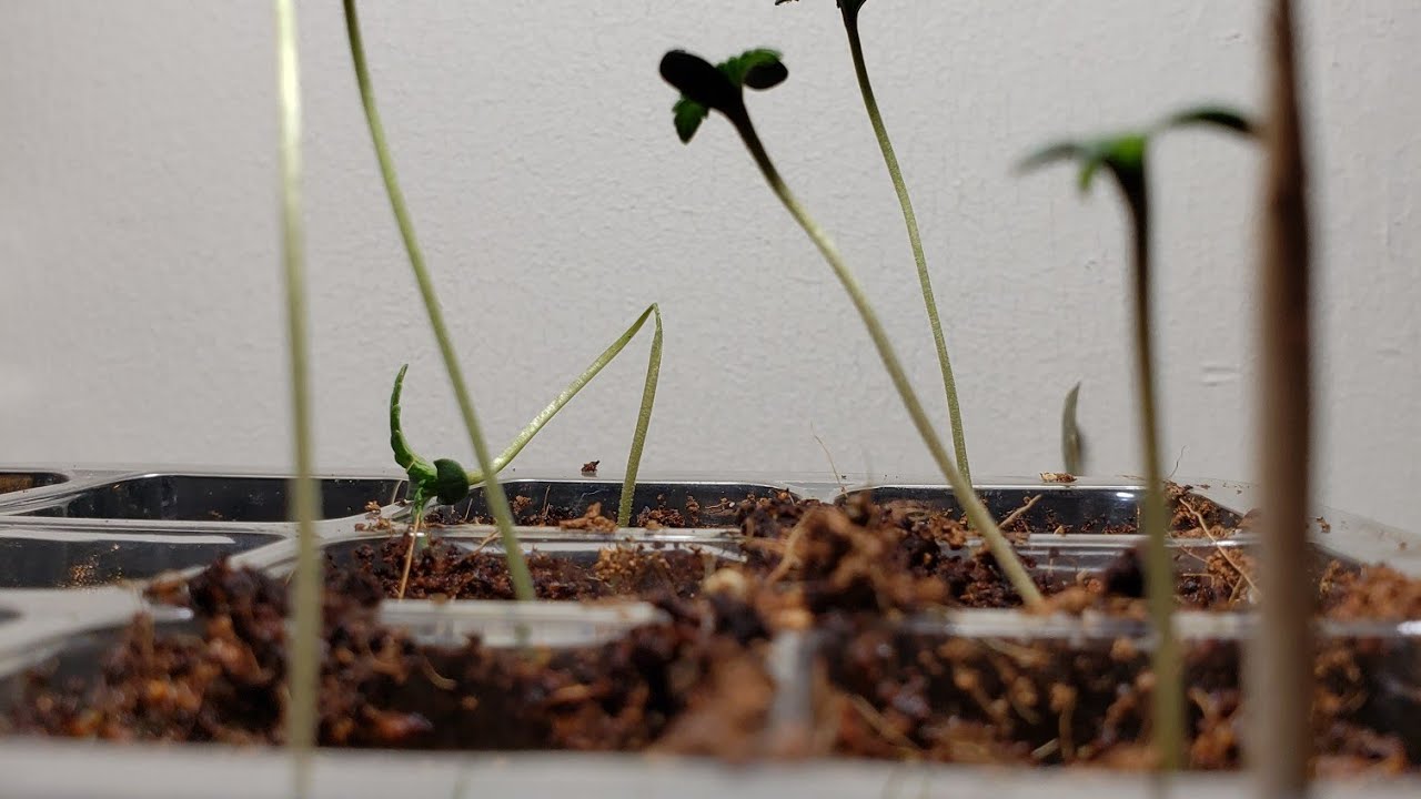 6 new sprouts falling over! update progress show and tell boomer learning to grow series