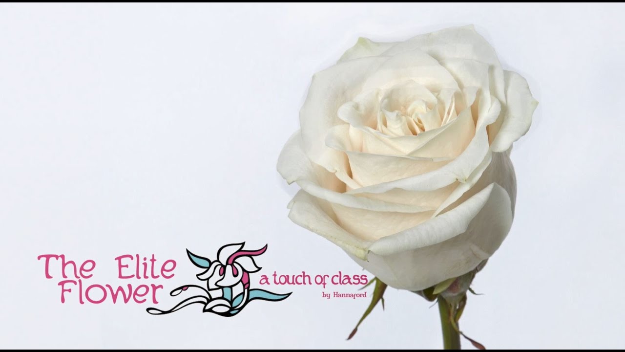 IFD Flower Trends Forecast 2020 with Elite Flower