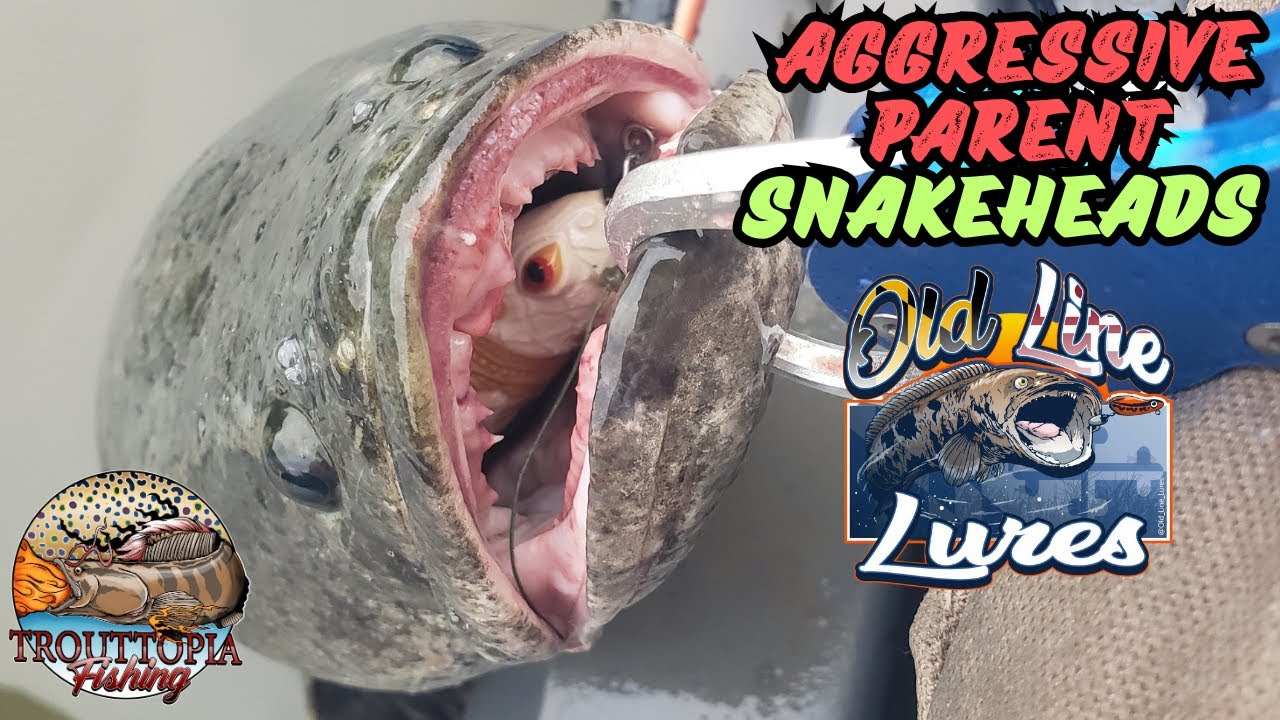 Both AGGRESSIVE Parents ATTACKED!! (Upper Chesapeake Kayak Snakehead 2025)
