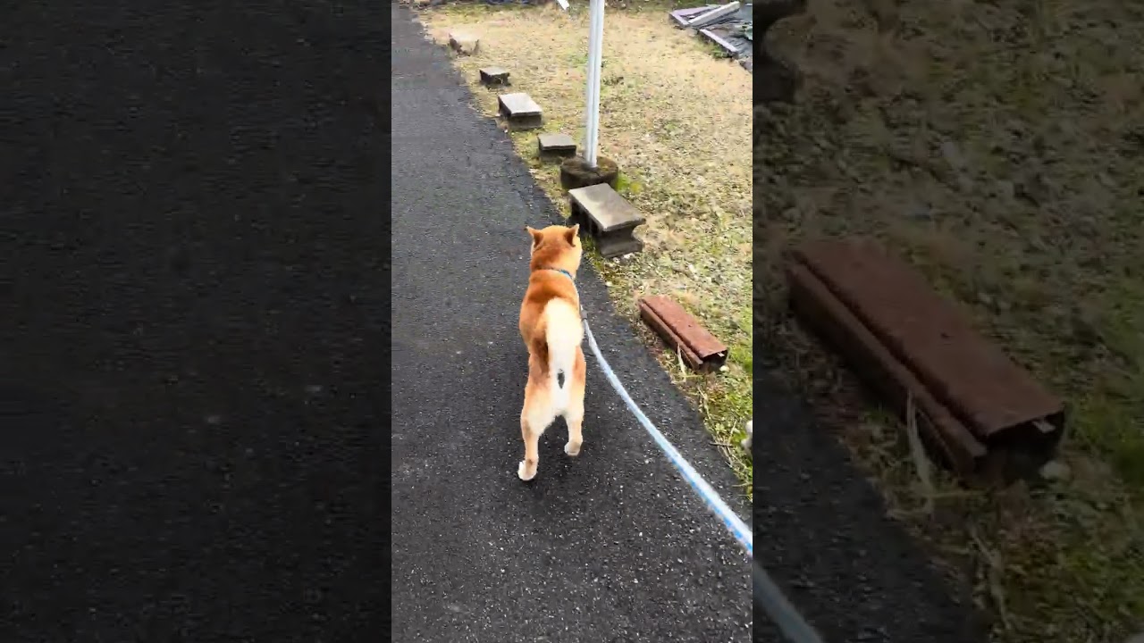 散歩が大好きな柴犬