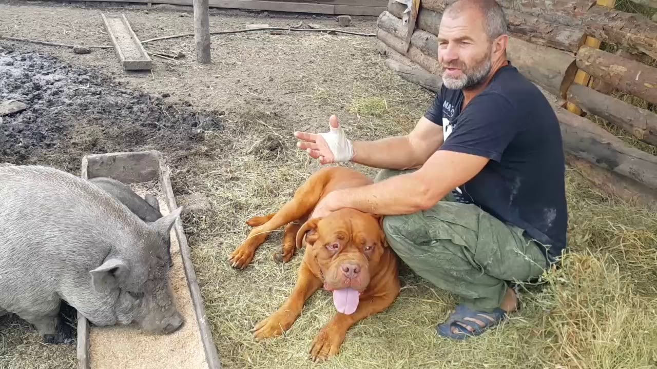 Бордосский дог, мопс. Наши собаки.