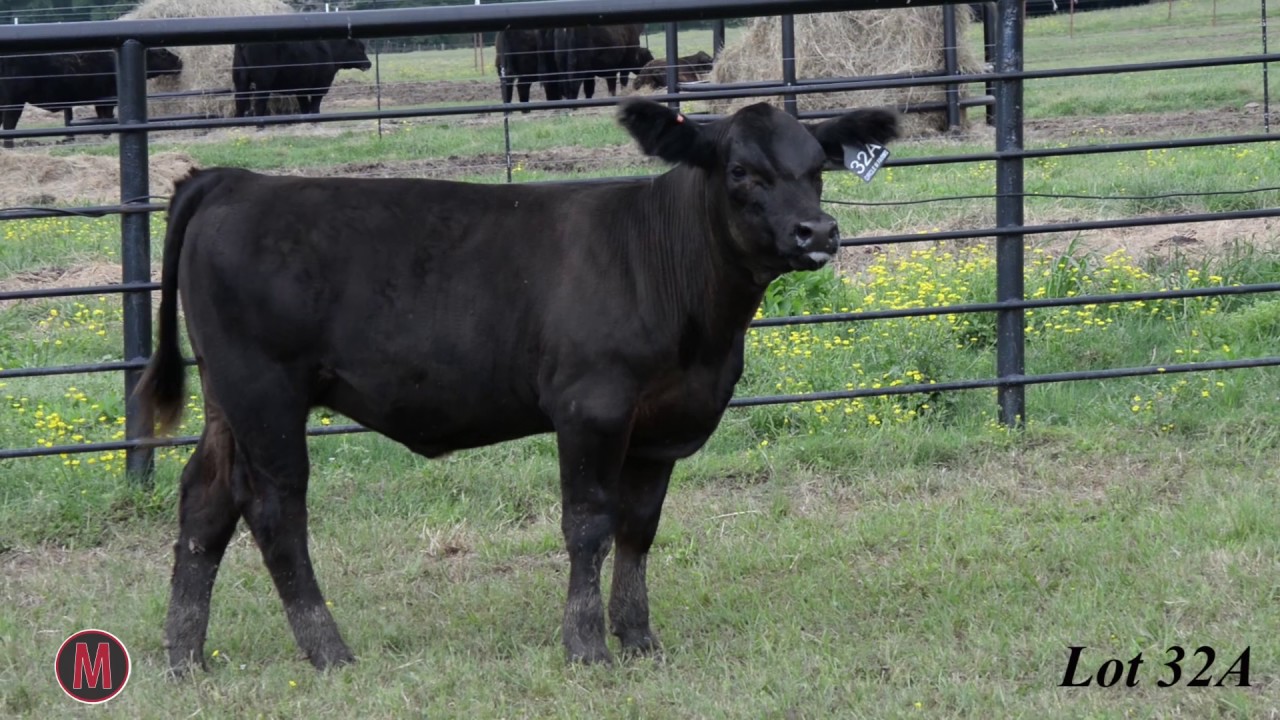 Circle M Dispersal Sale 2017 Part 1 Lot 32A