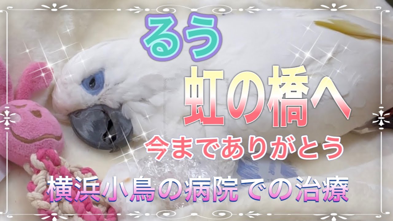 【愛鳥るうが虹の橋へ飛び立ちました。今まで本当にありがとう】ルリメタイハクオウムのるう、0歳9ヶ月で虹の橋へ。横浜小鳥の病院への通院、治療内容【閲覧注意】