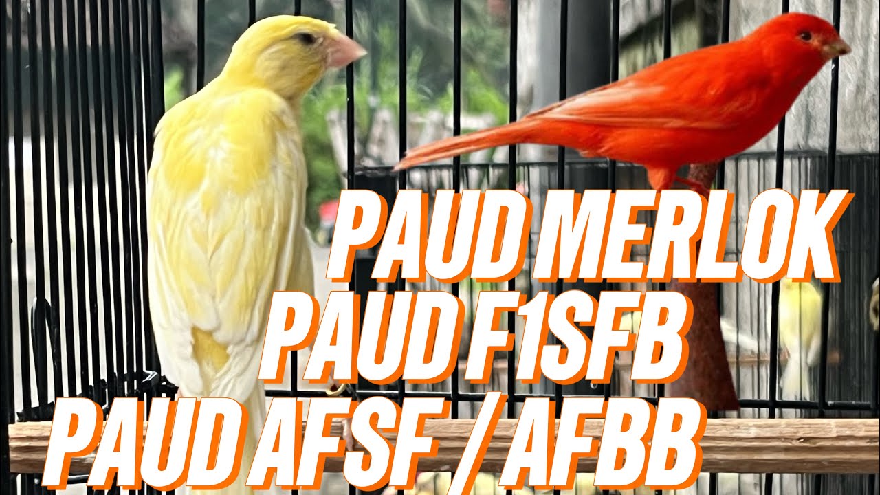 PAUD KENARI POSTUR STOK LIMITED!!!!