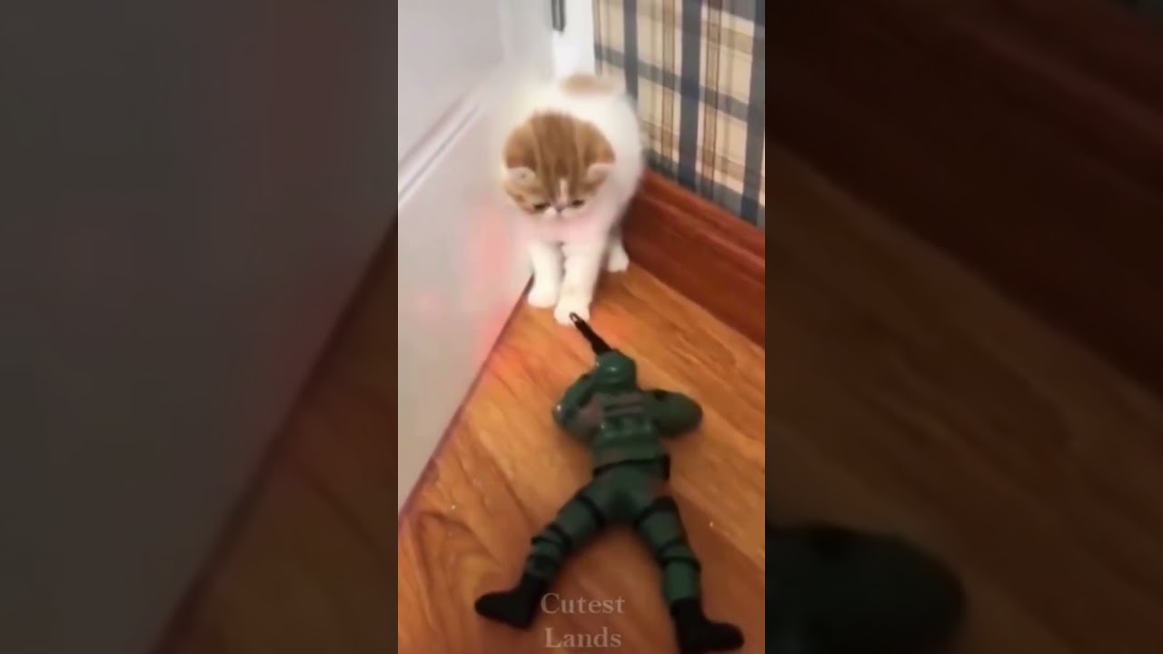 Gatinho contra soldado #Shorts