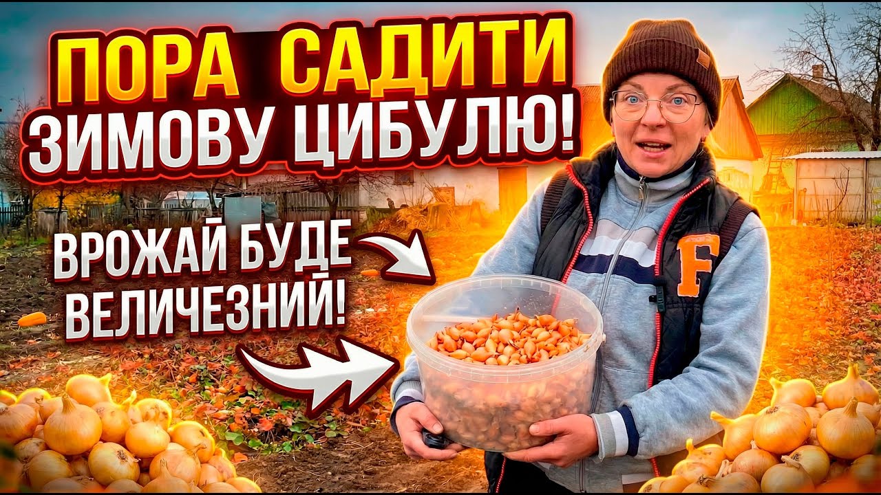 Пора садити зимову цибулю! Коли і як правильно це зробити 🧅