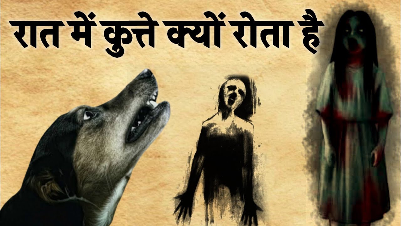 आईए जानते हैं कुत्ते के रोटी खिलाने से क्या होता है।कुत्ते क्यों रोता है|Why does the dog cry?