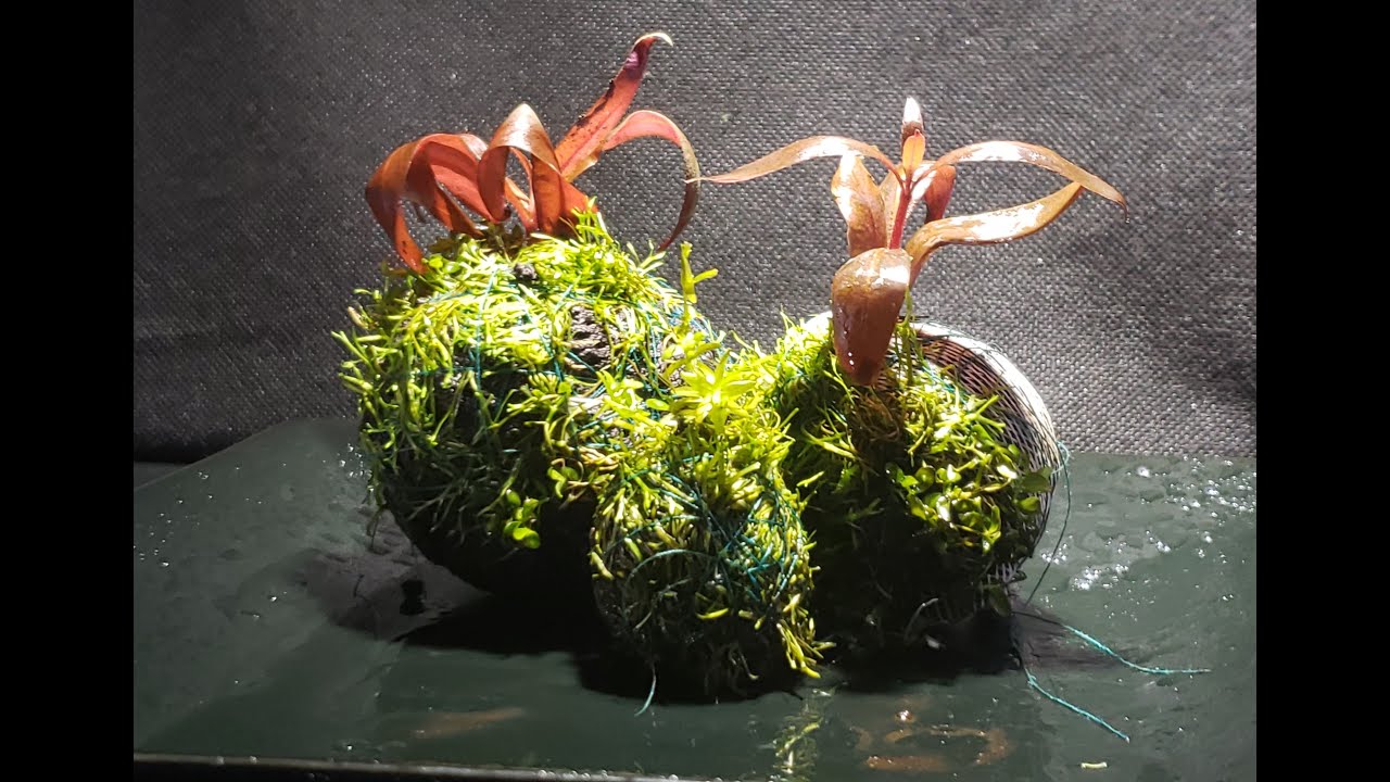 DIY Substrate Balls for Wabi Kusa + Weekly Giveaway