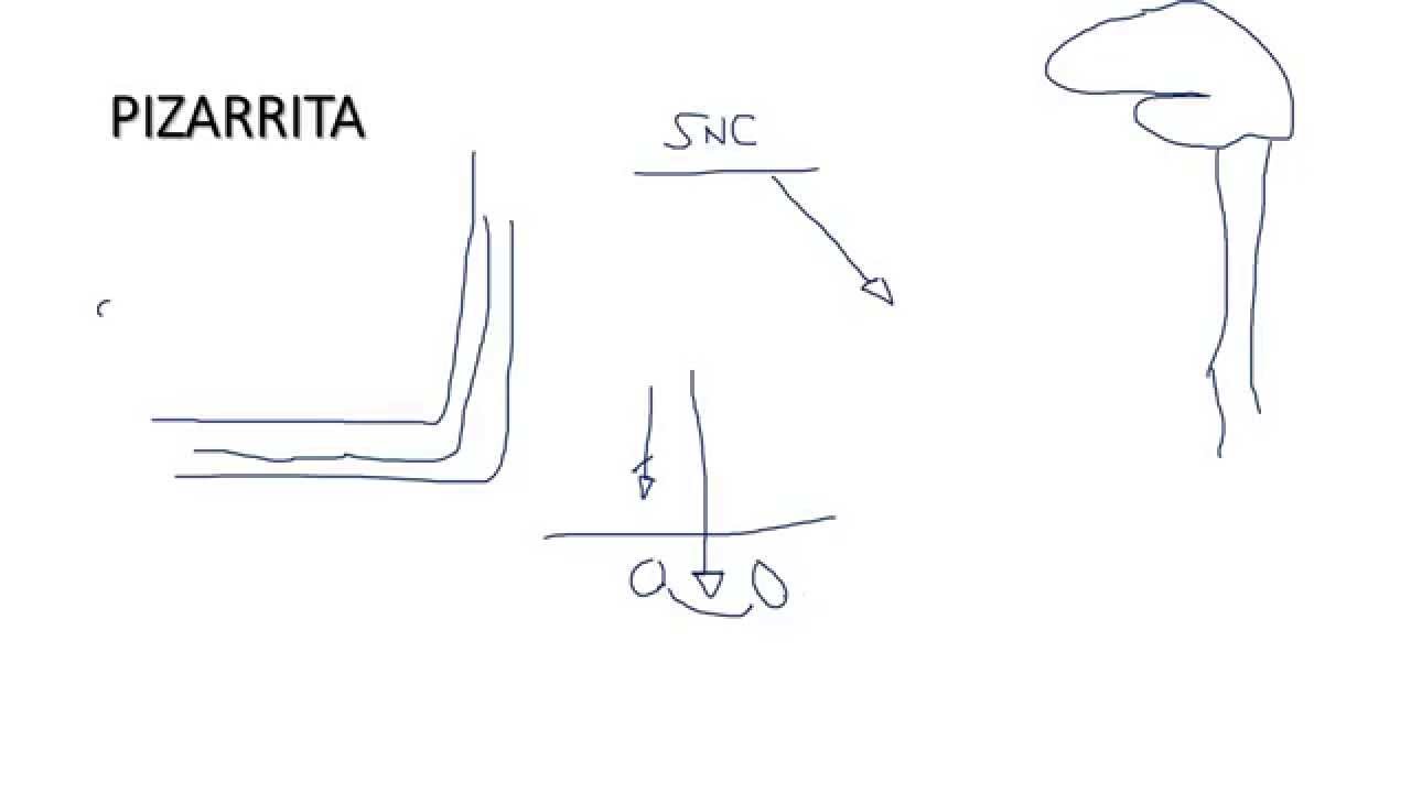 NEUROFISIOLOG&Iacute;A. Sensibilidad Som&aacute;tica 1.