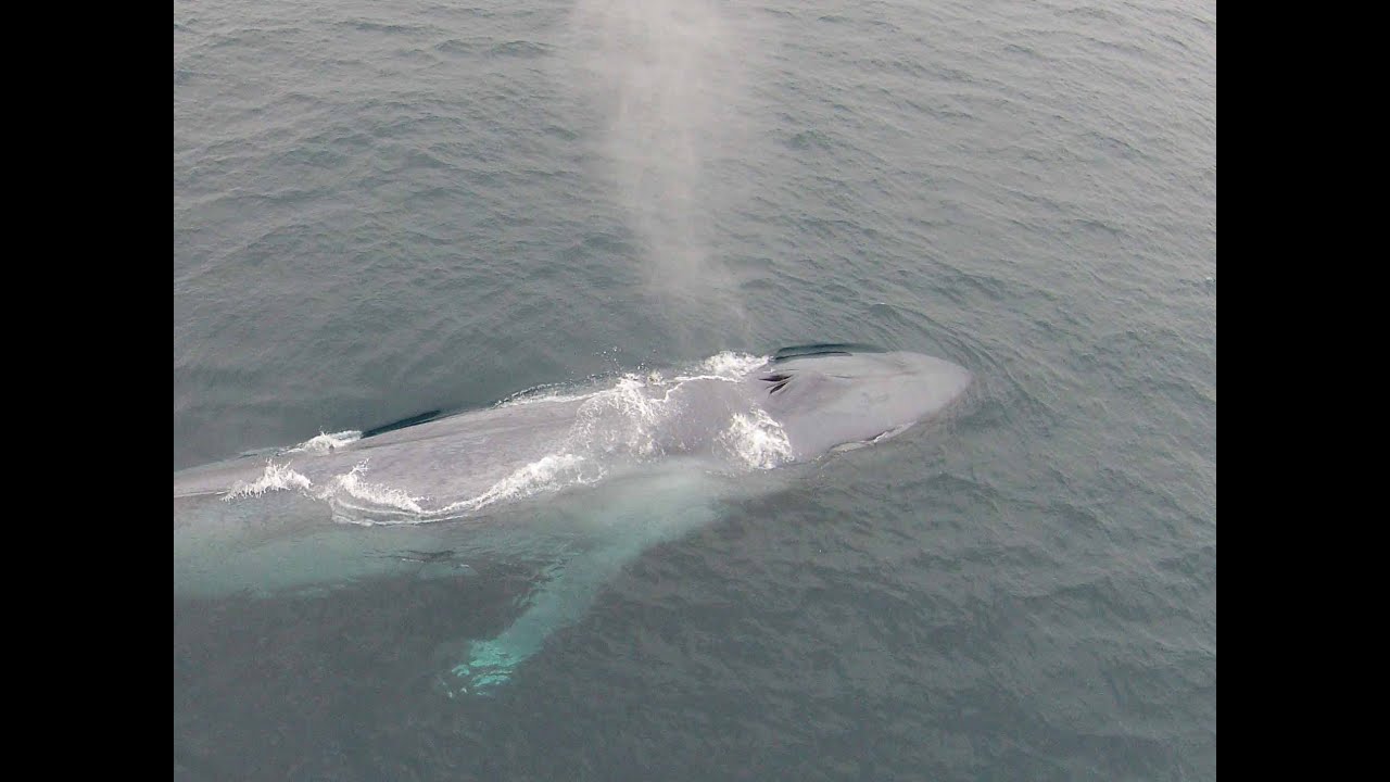 Massive Blue Whale in Newport Beach