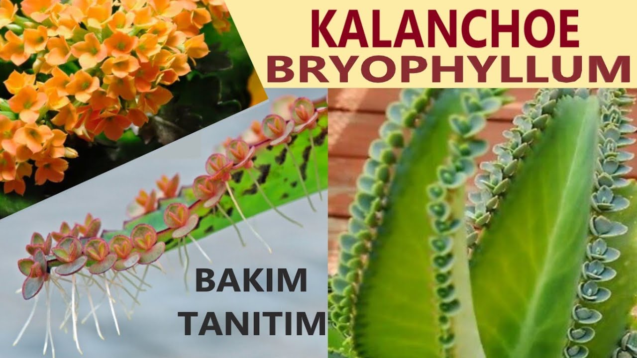 KALANŞO Ateşli Katy / BRYOPHYLLUM / BAKIM 1 / ÇOĞALMA / MONOKARPİK ÖZELLİK/ BLOSSFELDİANA