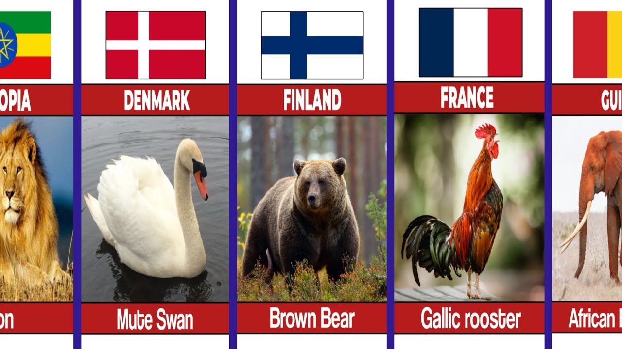 NATIONAL ANIMALS FROM DIFFERENT COUNTRIES😱🤯#nationalanimals #usa #animals #wildlife #top 
