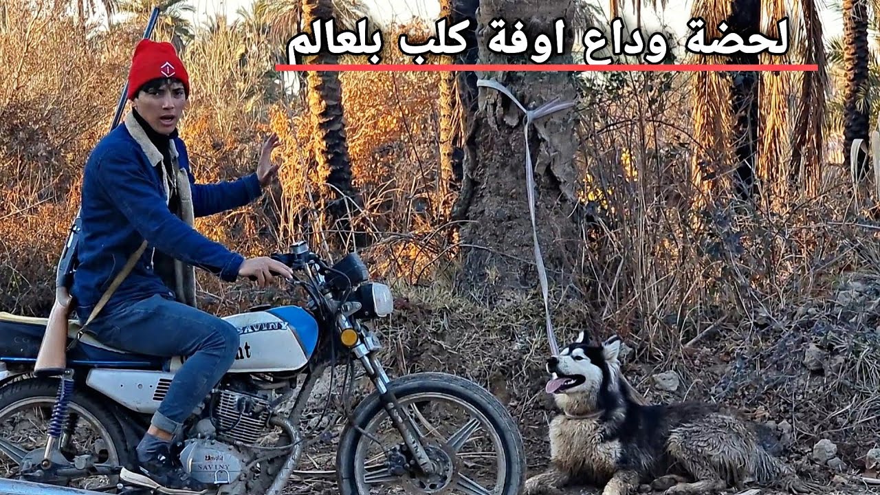ذبيت كلبي كاسبر في بساتين ديالى  لحضة مبكية