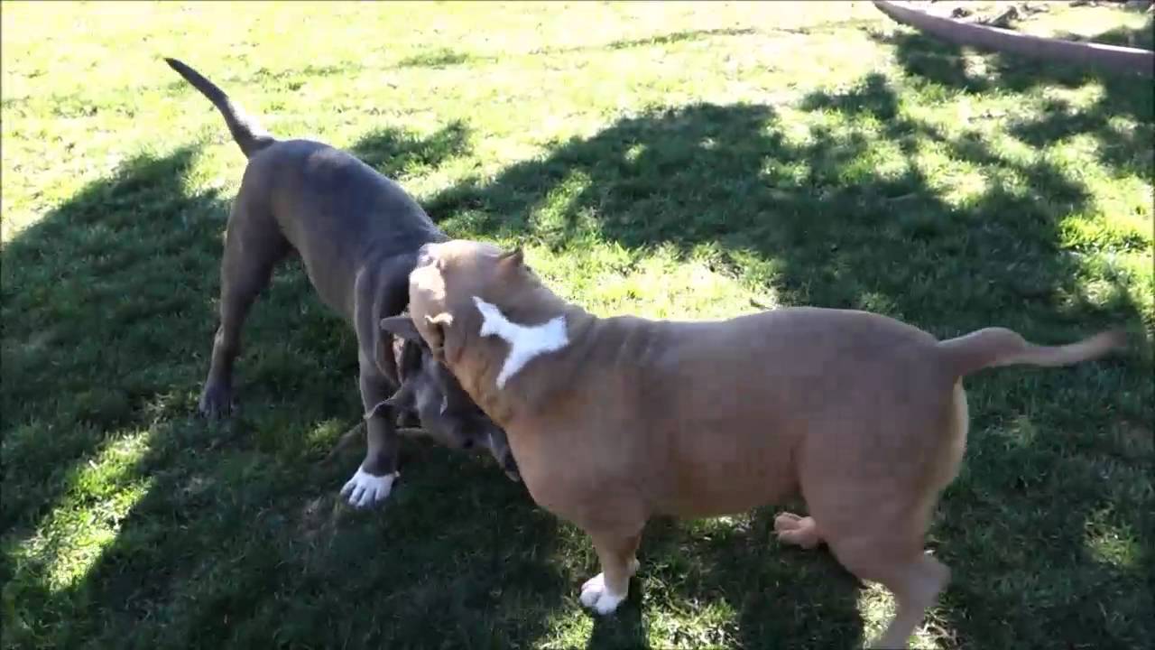 Big dog playdate!
