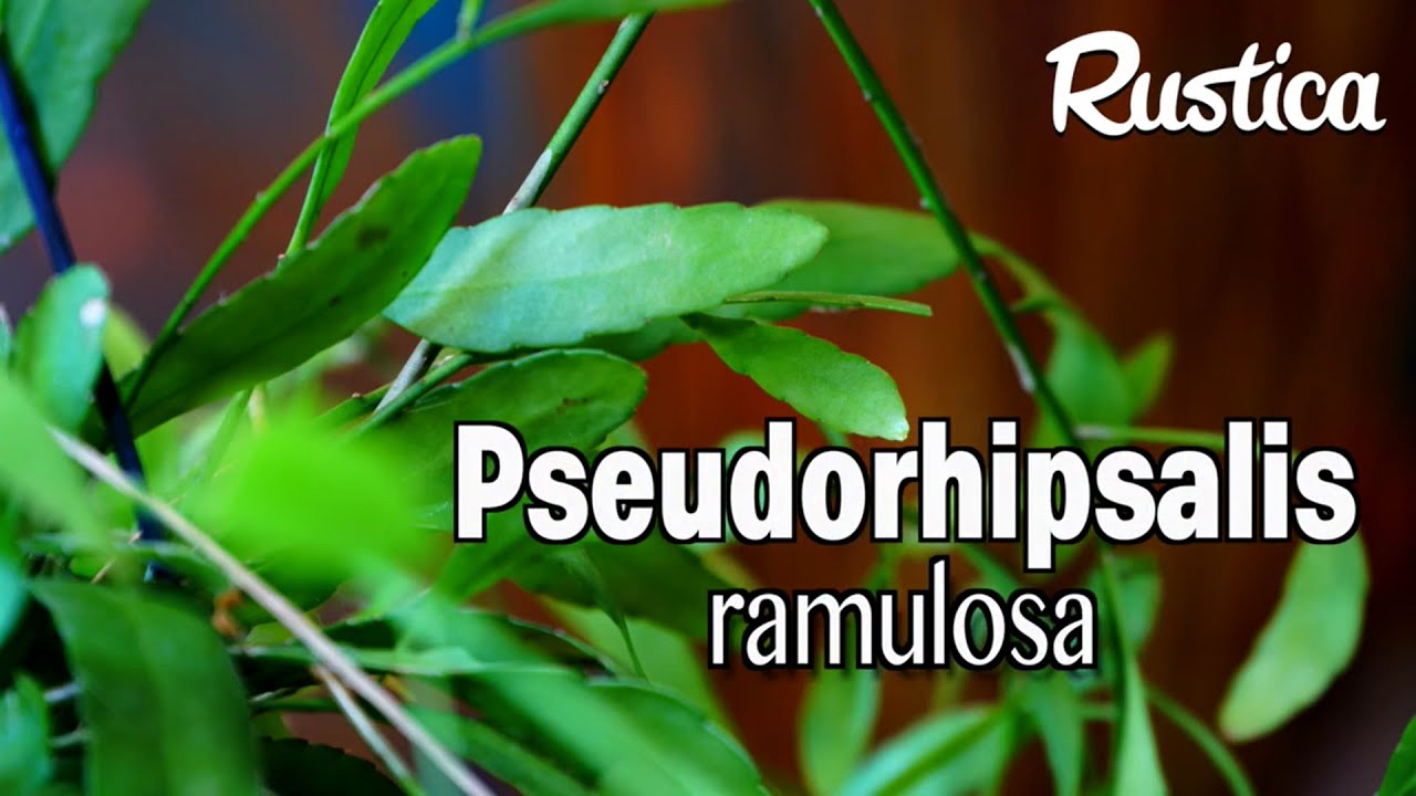Pseudorhipsalis ramulosa 'Red coral'