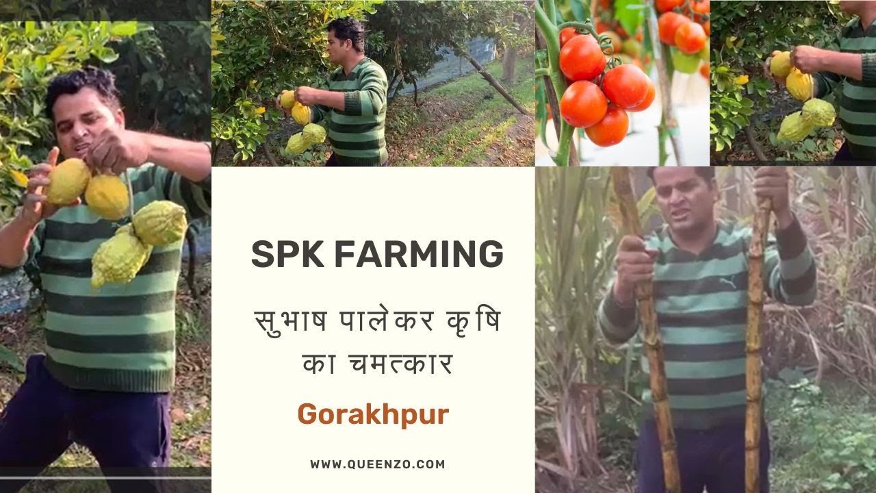 सुभाष पालेकर कृषि का चमत्कार I Bumper Production in SPK Farming (Gorakhpur)