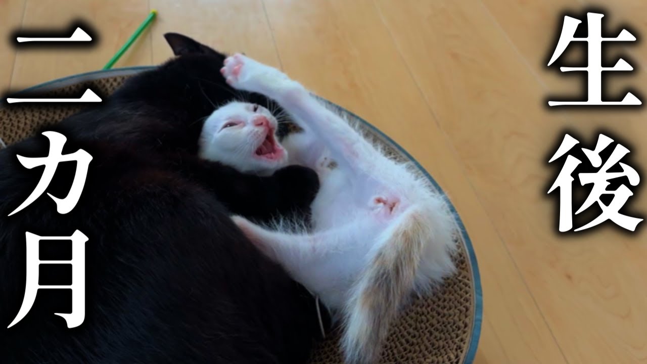 生後0日で保護した子猫と虐待から保護した黒猫【地域猫】【保護猫】