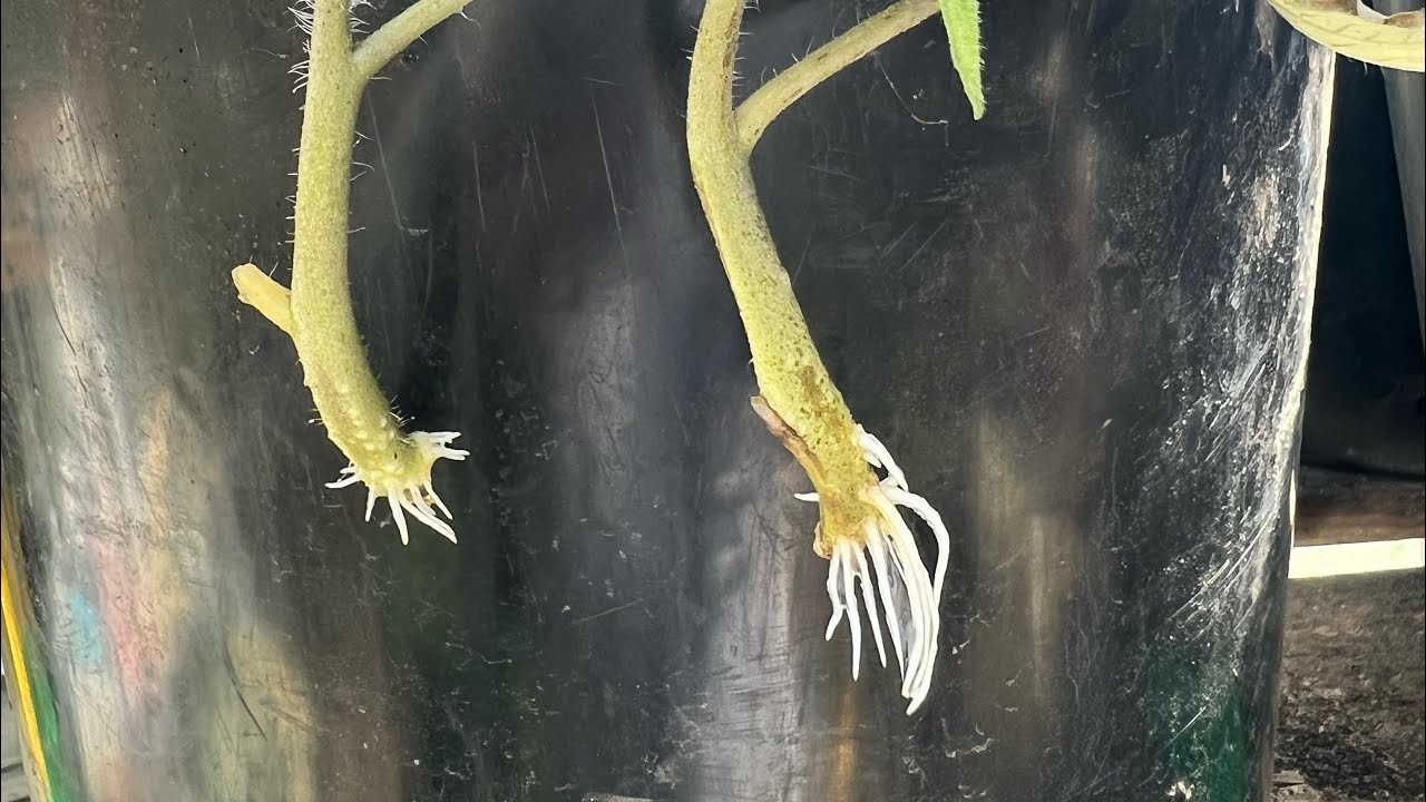 Fastest way to root cuttings in Water (how to root cuttings in water)