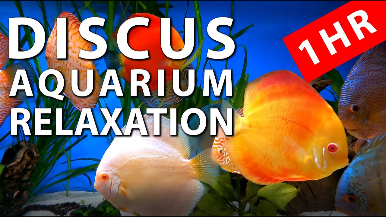 Best 4k aquarium for relaxation, Discus Fish Tank Tropical, #relaxtime, screensaver background